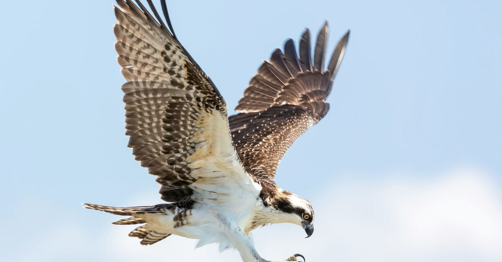 Wild Wings Photo Contest